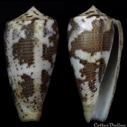 Pionoconus cf. magus 1