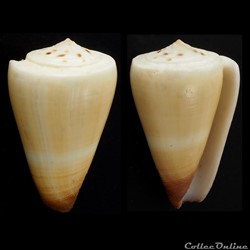 Strategoconus (Vituliconus) ferrugineus (Hwass in Bruguière, 1792)