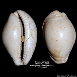 Cyprae Pinguis (Bonelli, 1827)