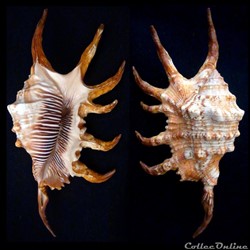 Lambis robusta (Swainson, 1821)