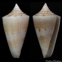 Boucheticonus spirofilis (Habe & Kosuge, 1970)
