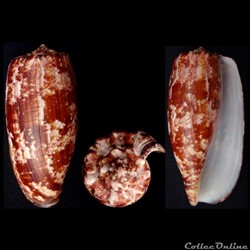 Gastridium geographus (Linnaeus, 1758)