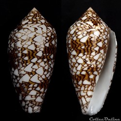 Cylindrus textile (Linnaeus, 1758)