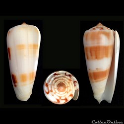 Pionoconus gubernator (Hwass in Bruguière, 1792)