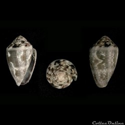 Virroconus coronatus (Gmelin, 1791)