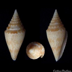 Turriconus (Turriconus) miniexcelsus (Olivera & Biggs, 2010)