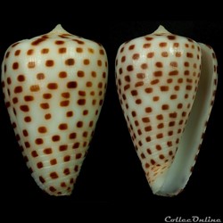 Tesseliconus crassus (Sowerby II, 1858)