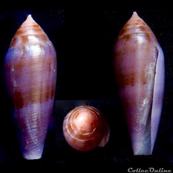 Leporiconus granum (Röckel & Fischöder, 1985)