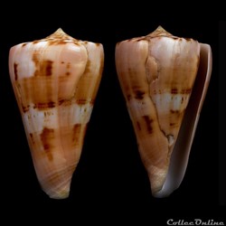 Dauciconus (Dauciconus) vikingorum (Petuch, 1993)
