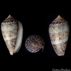 Pionoconus monachus (Linnaeus, 1758)