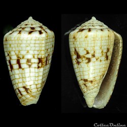Quasiconus melvilli (Sowerby III, 1879)