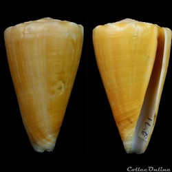 Ductoconus (Ductoconus) apogrammatus (Dall, 1910)