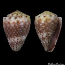 Virroconus (Miliariconus) tiaratus (Sowerby I, 1833