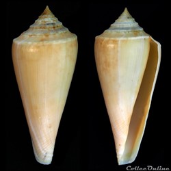 Profundiconus neotorquatus (da Mo a, 1985)