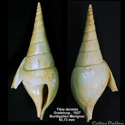 Tibia dentata, Grateloup 1927