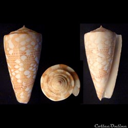 Eugeniconus victor victor (Broderip, 1842)