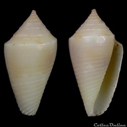 Ximeniconus (Jaspidiconus) herndli Petuch & Myers, 2014