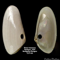Donax transversa,  Deshayes, 1835