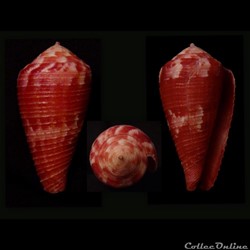 Rhizoconus pertusus pertusus (Hwass in Bruguière, 1792)