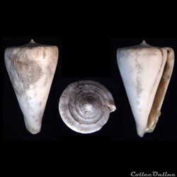 Klemaeconus sugimotonis (Kuroda, 1928)