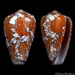 Darioconus behelokensis (Lauer, 1989)
