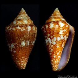 Parametaria dupontii (Kiener, 1846)