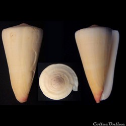 Virgiconus coelinae (Crosse, 1858)