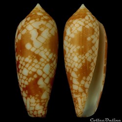 Darioconus gracianus (da Motta & Blocher, 1982)