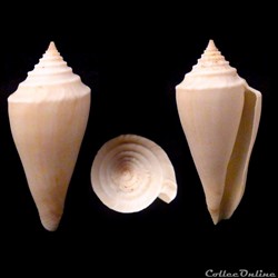 Profundiconus teramachii (Kuroda, 1956)