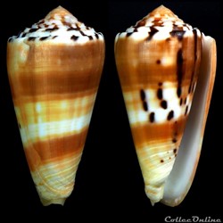 Pionoconus barthelemyi (Bernardi, 1861)