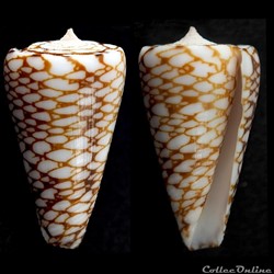 Eugeniconus marchionatus (Hinds, 1843)