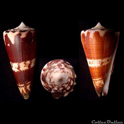Strategoconus (Strategoconus) maldivus (Hwass, 1792)