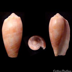 Gastridium tulipa (Linnaeus, 1758)