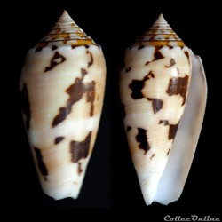 Pionoconus floridus (Sowerby II, 1857)