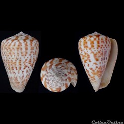 Kalloconus (Kalloconus) pulcher (Lighfoot, 1786)