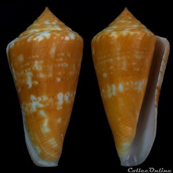 Dauciconus ( Dauciconus) petestimpsoni (Petuch & Berschauer, 2016)