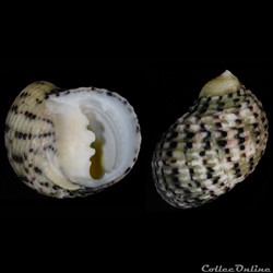 Nerita versicolor Gmelin, 1791