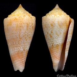 Conasprella otohimeae (Kuroda & Ito, 1961)