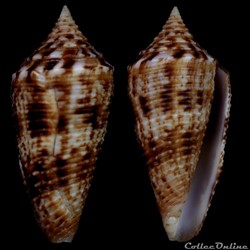 Phasmoconus (Phasmoconus) indomaris Bozze , 2014
