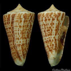Dauciconus (Dauciconus) regularis (Sowerby I, 1833)
