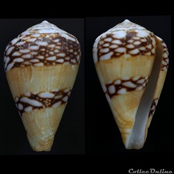 Lautoconus (Lautoconus) mercator (Linnaeus, 1758)