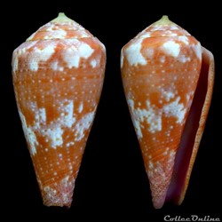 Rhizoconus pertusus elodieallaryae Cossignani, 2013