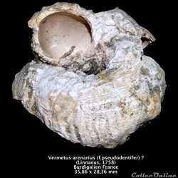 Vermetus arenarius ( Linnaeus, 1758)