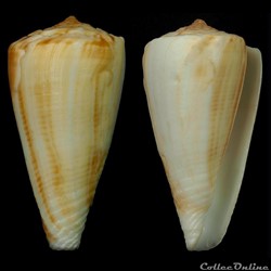Monteiroconus ambiguus (Reeve, 1844)