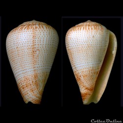 Lautoconus (Varioconus) micropunctatus (Rolán & Röckel, 2000)