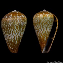 Lautoconus (Varioconus) nobrei (Trovão, 1975)