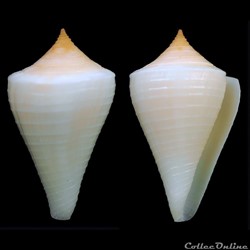Dauciconus (Dauciconus) tristensis (Petuch, 1987)