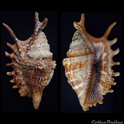 Ophioglossolambis digitata (Perry, 1811)