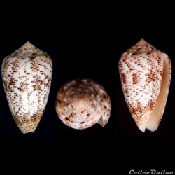 Puncticulis arenatus arenatus (Hwass in Bruguière, 1792)