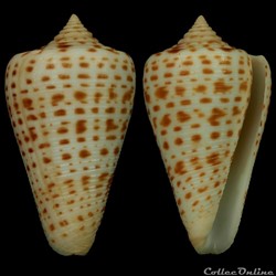 Lindaconus sp.